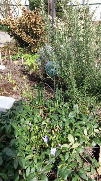 vinca minor(saschiu) - Gradina si terasa PrimaLuce_7-Hello 2020