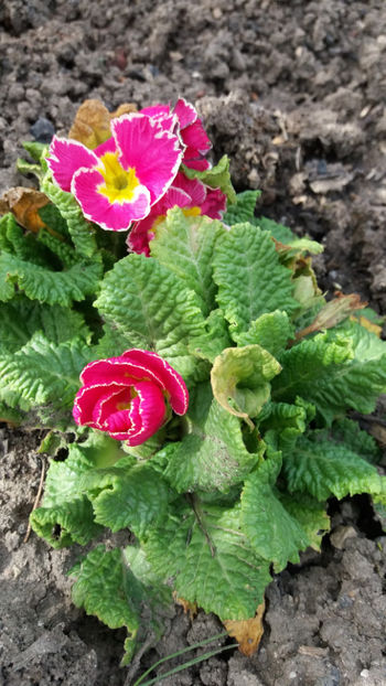 primula spp hybr. - Gradina si terasa PrimaLuce_7-Hello 2020