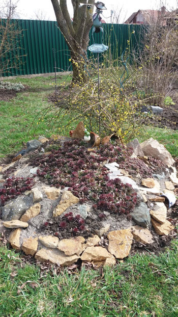 sempervivum mix - Gradina si terasa PrimaLuce_7-Hello 2020