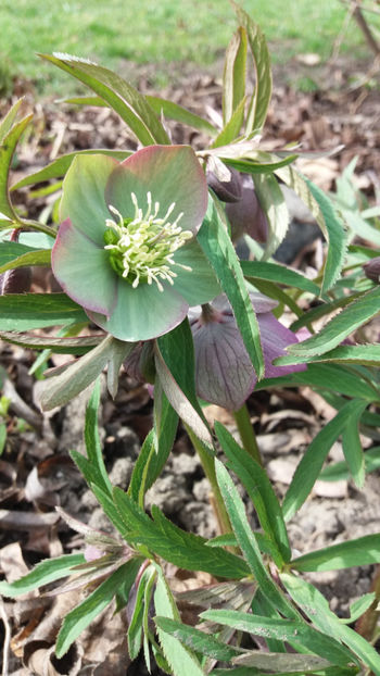 helleborus purpurascens(spânz) - Gradina si terasa PrimaLuce_7-Hello 2020