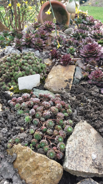 sempervivum mix - Gradina si terasa PrimaLuce_7-Hello 2020
