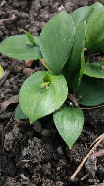 ruscus hypoglossum - Gradina si terasa PrimaLuce_7-Hello 2020