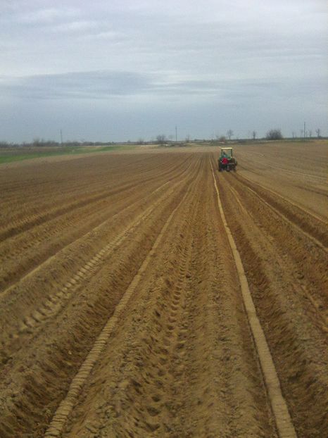 Photo0313 - legumicultura --ocupatia mea