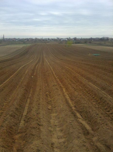 Photo0314 - legumicultura --ocupatia mea