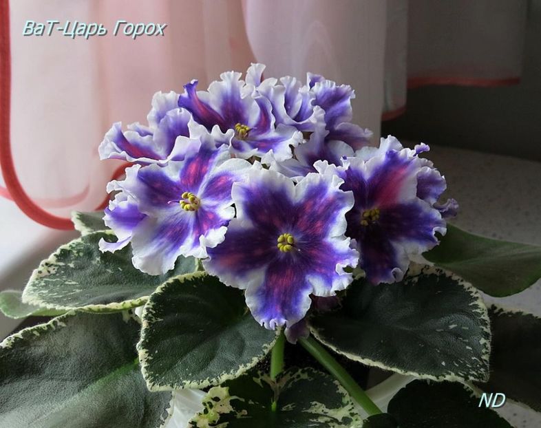 VAT Car Goroh - Violete