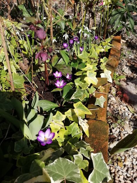 Crocus Ruby Giant - Grădina 2020