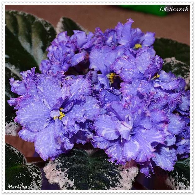 EK Scarab - AAAA Provizoriu 2