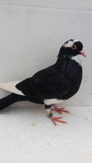 F 2019 - Por birming