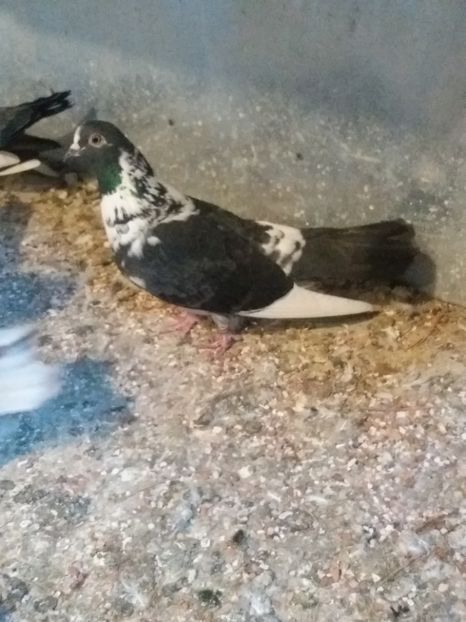  - Ciungi de Ploiești rasa nouă Zburator de Ploiești