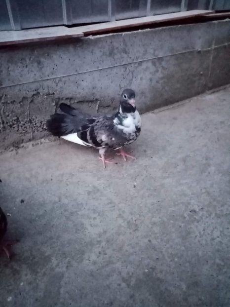 received_3539807952711898 - Ciungi de Ploiești rasa nouă Zburator de Ploiești