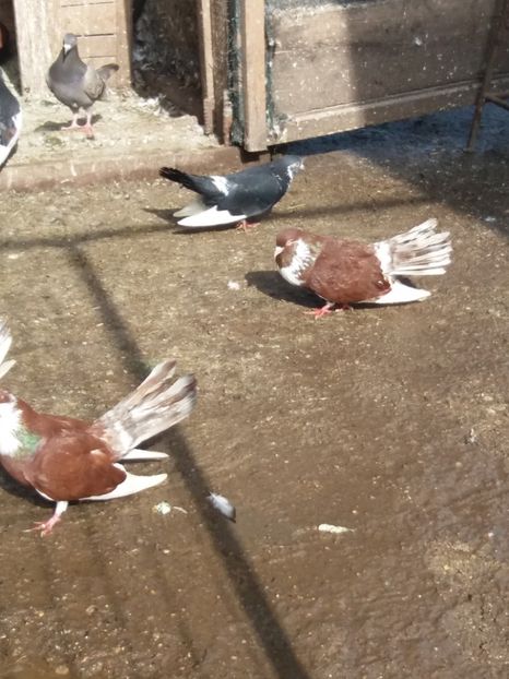  - Ciungi de Ploiești rasa nouă Zburator de Ploiești