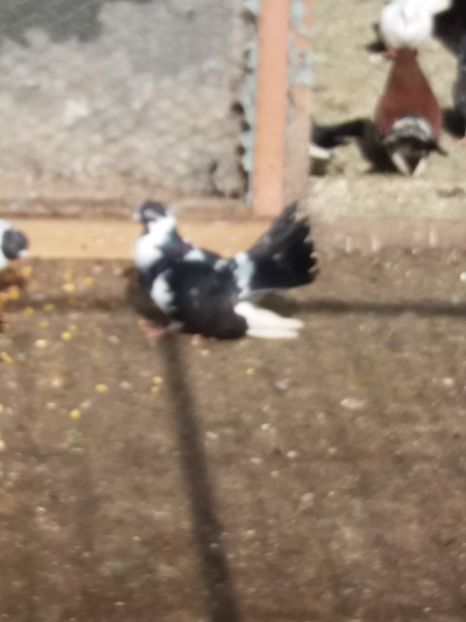  - Ciungi de Ploiești rasa nouă Zburator de Ploiești