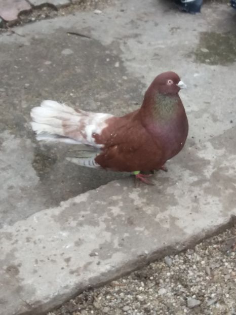  - Ciungi de Ploiești rasa nouă Zburator de Ploiești