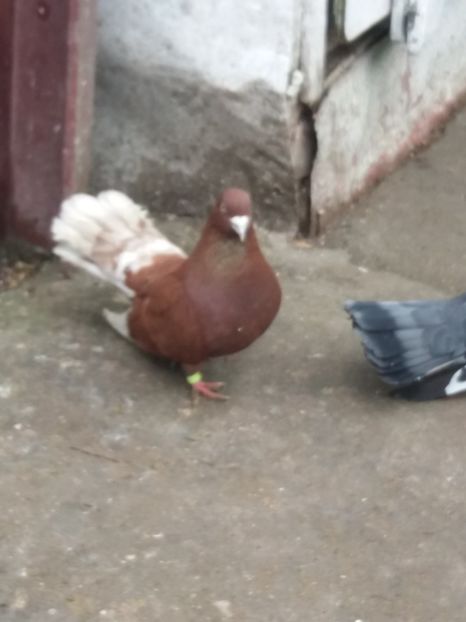  - Ciungi de Ploiești rasa nouă Zburator de Ploiești