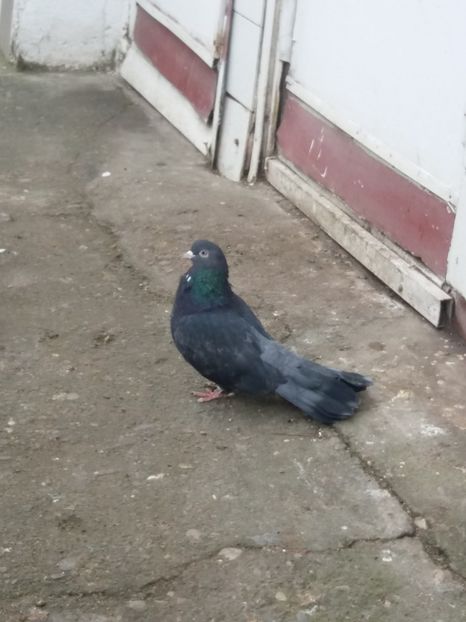  - Ciungi de Ploiești rasa nouă Zburator de Ploiești