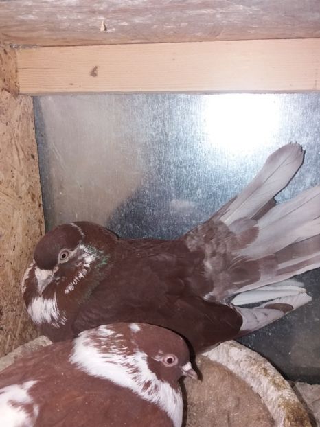  - Ciungi de Ploiești rasa nouă Zburator de Ploiești