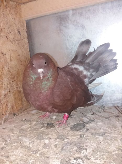  - Ciungi de Ploiești rasa nouă Zburator de Ploiești