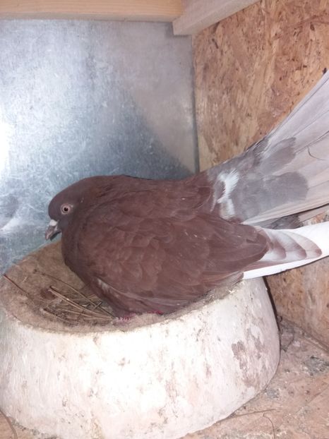  - Ciungi de Ploiești rasa nouă Zburator de Ploiești