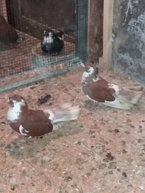  - Ciungi de Ploiești rasa nouă Zburator de Ploiești