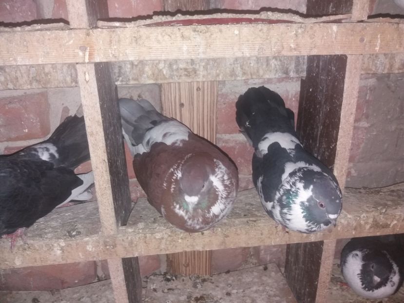  - Ciungi de Ploiești rasa nouă Zburator de Ploiești