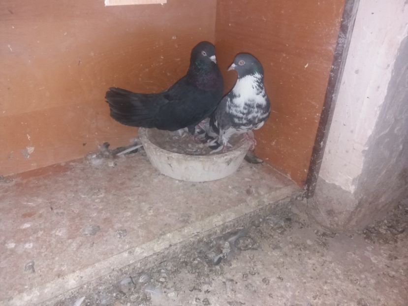  - Ciungi de Ploiești rasa nouă Zburator de Ploiești