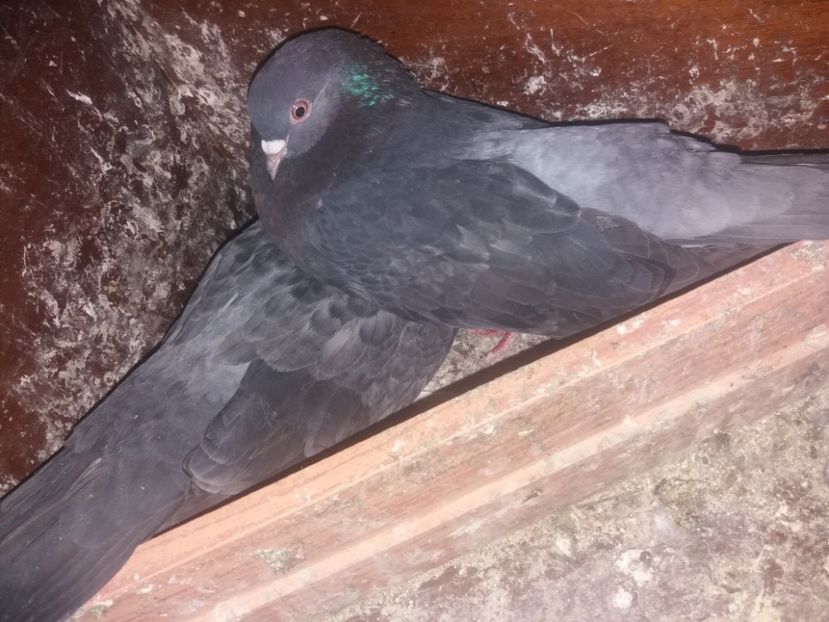  - Ciungi de Ploiești rasa nouă Zburator de Ploiești