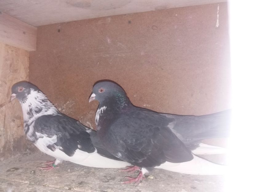  - Ciungi de Ploiești rasa nouă Zburator de Ploiești