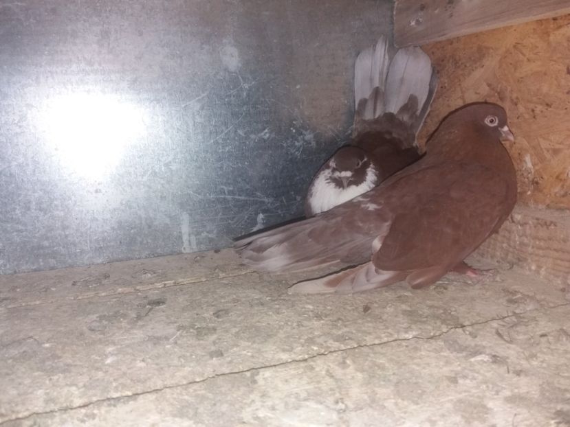  - Ciungi de Ploiești rasa nouă Zburator de Ploiești