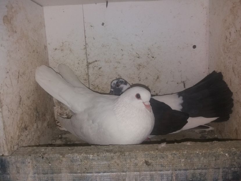  - Ciungi de Ploiești rasa nouă Zburator de Ploiești