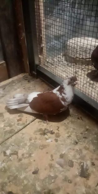 received_225897955077230 - Ciungi de Ploiești rasa nouă Zburator de Ploiești