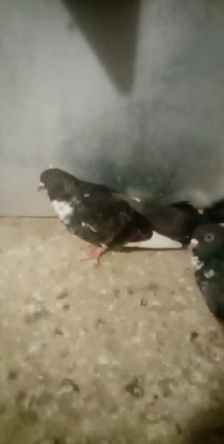 received_636367177123813 - Ciungi de Ploiești rasa nouă Zburator de Ploiești