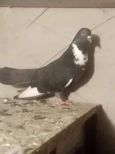 received_175827623687974 - Ciungi de Ploiești rasa nouă Zburator de Ploiești