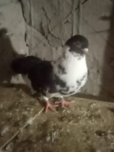 received_206754340371546 - Ciungi de Ploiești rasa nouă Zburator de Ploiești