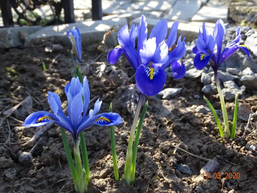 iris reticulata Alida - Irisi si bujori 2020