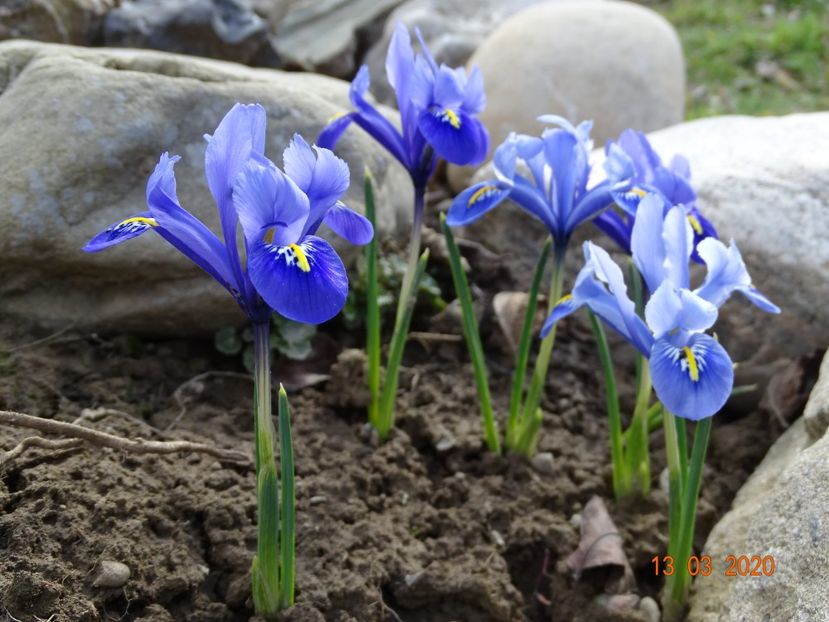 iris reticulata Alida - Irisi si bujori 2020