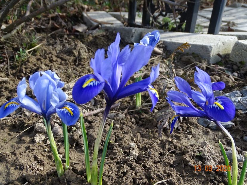 iris reticulata Alida - Irisi si bujori 2020