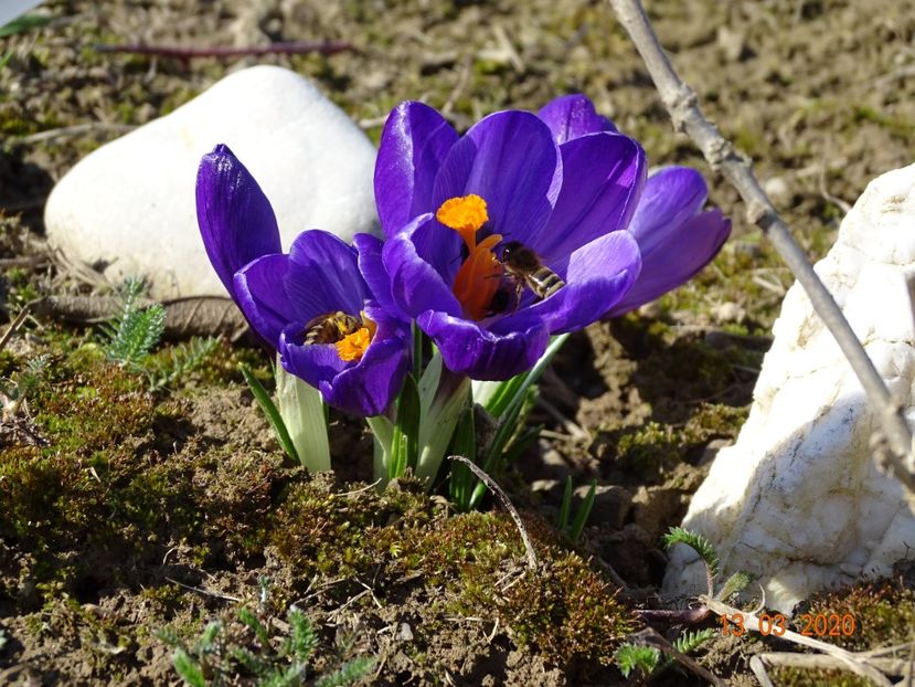 crocus Ruby Giant - z-Dobarland 2020