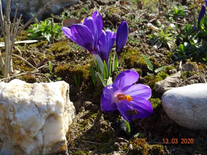 crocus Ruby Giant - z-Dobarland 2020