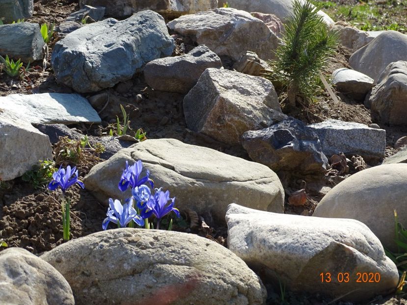 iris reticulata Alida - Stancarie 2020 - inceputuri