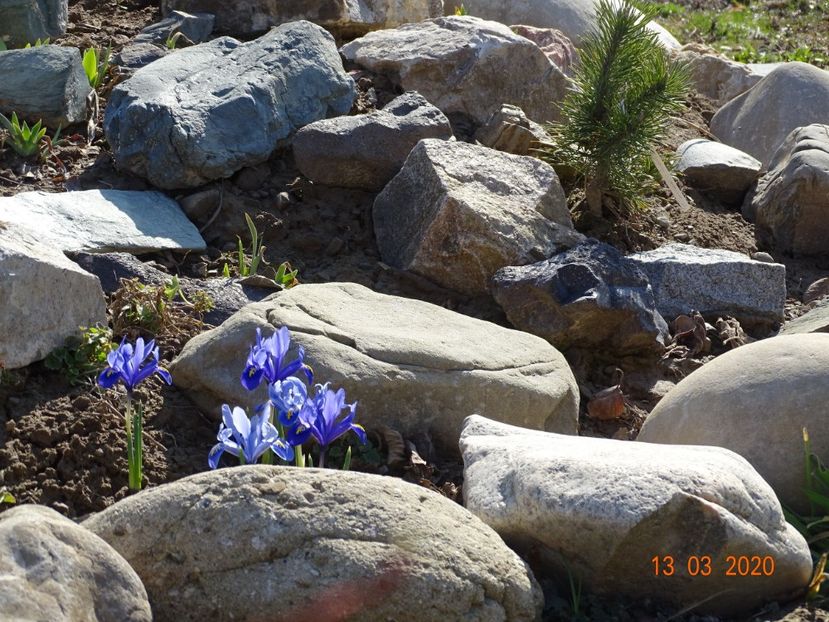 iris reticulata Alida - Stancarie 2020 - inceputuri