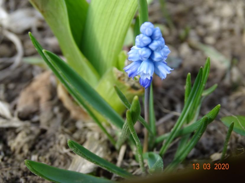 muscari - z-Dobarland 2020