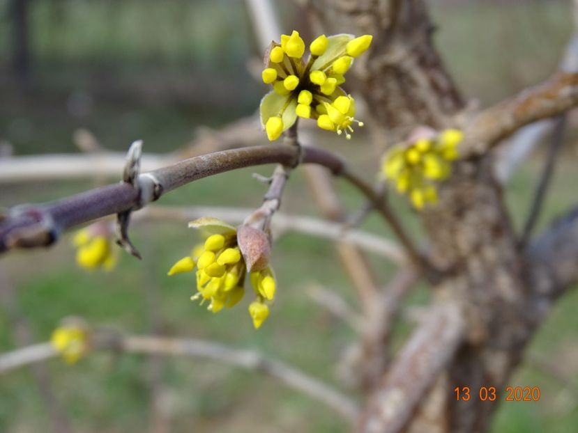 cornus mas - z-Dobarland 2020