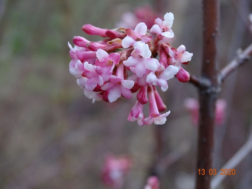 viburnum bodnantense Dawn - z-Dobarland 2020