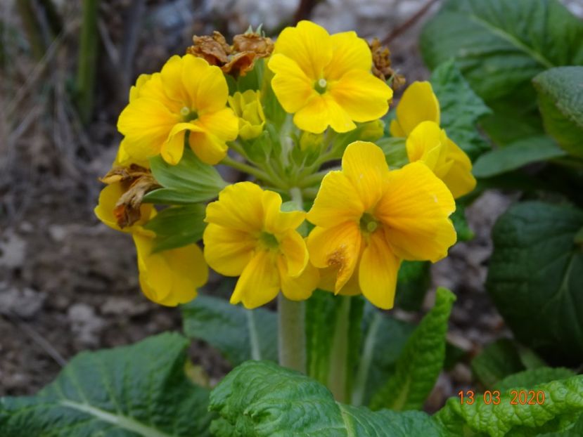 primula elatior Sibel Gold - Primule 2020