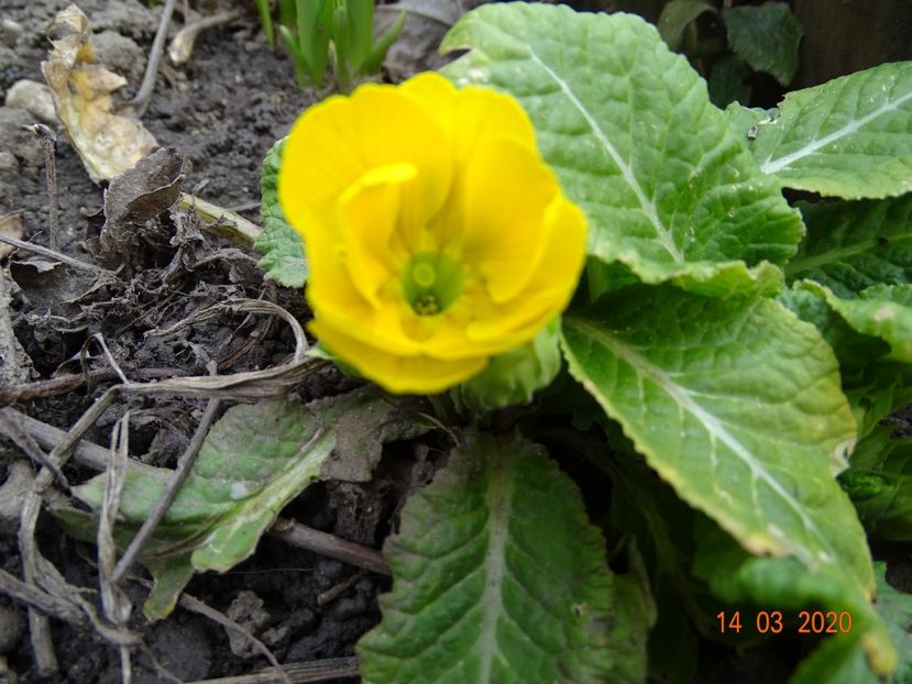 primula acaulis - Primule 2020