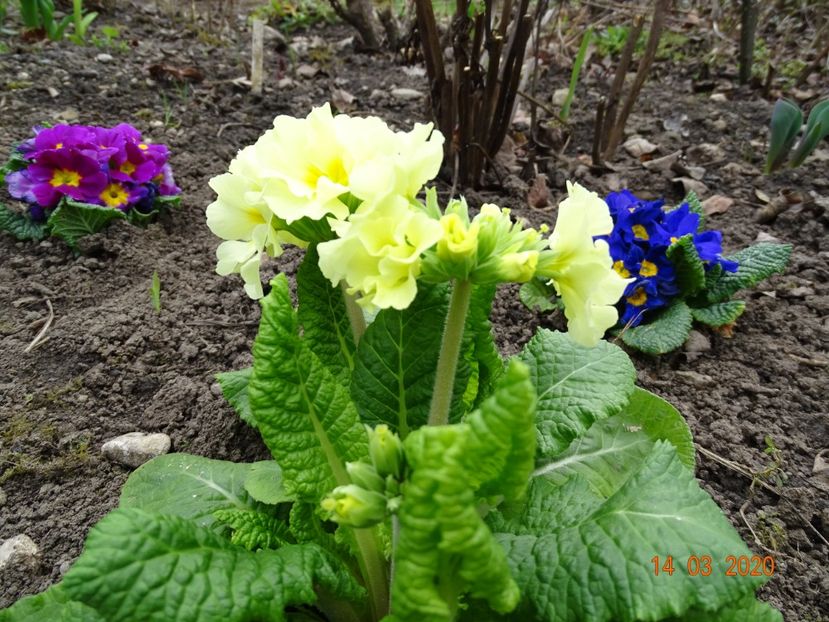 primula elatior Sibel Lime + primula acaulis - Primule 2020