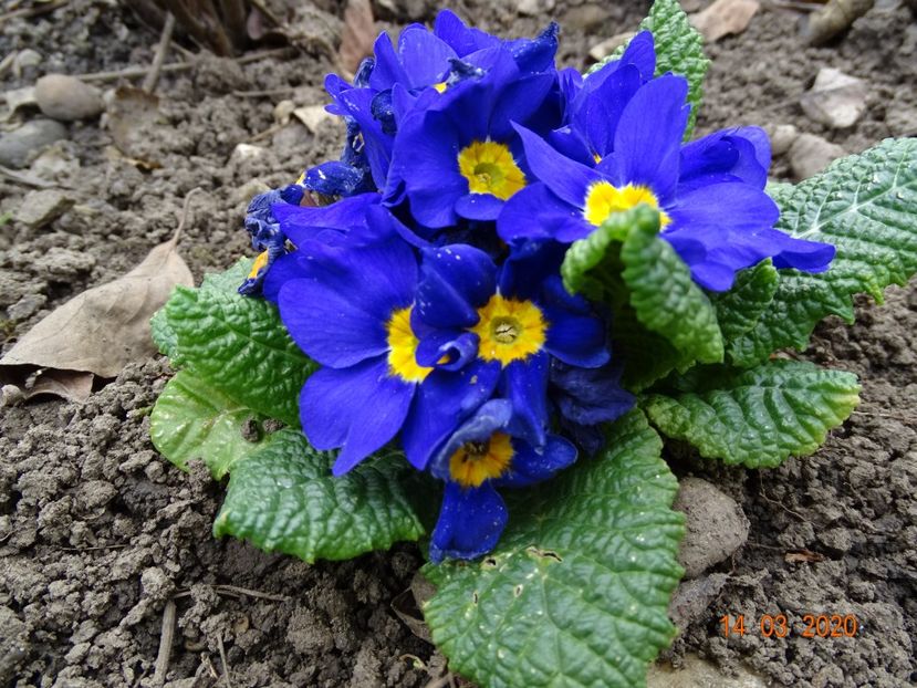 primula acaulis - Primule 2020