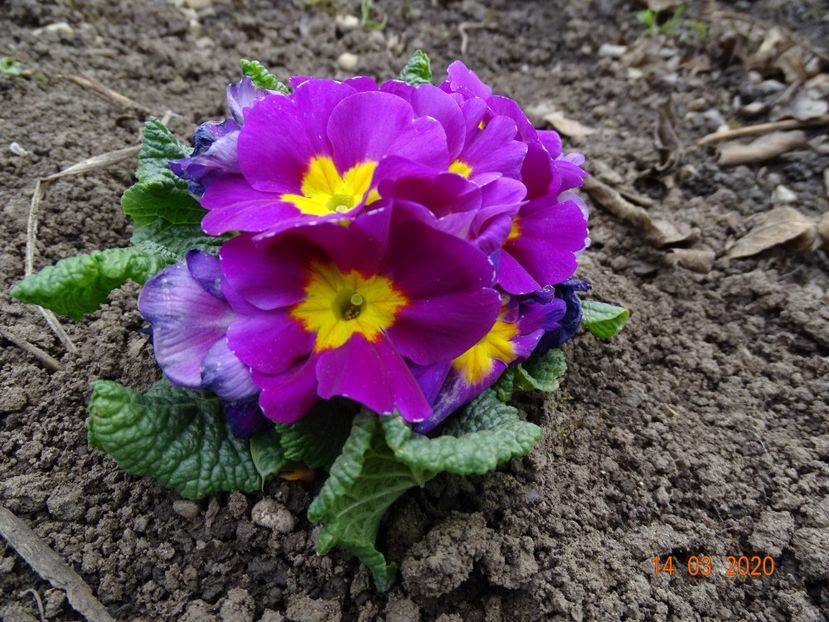 primula acaulis - Primule 2020