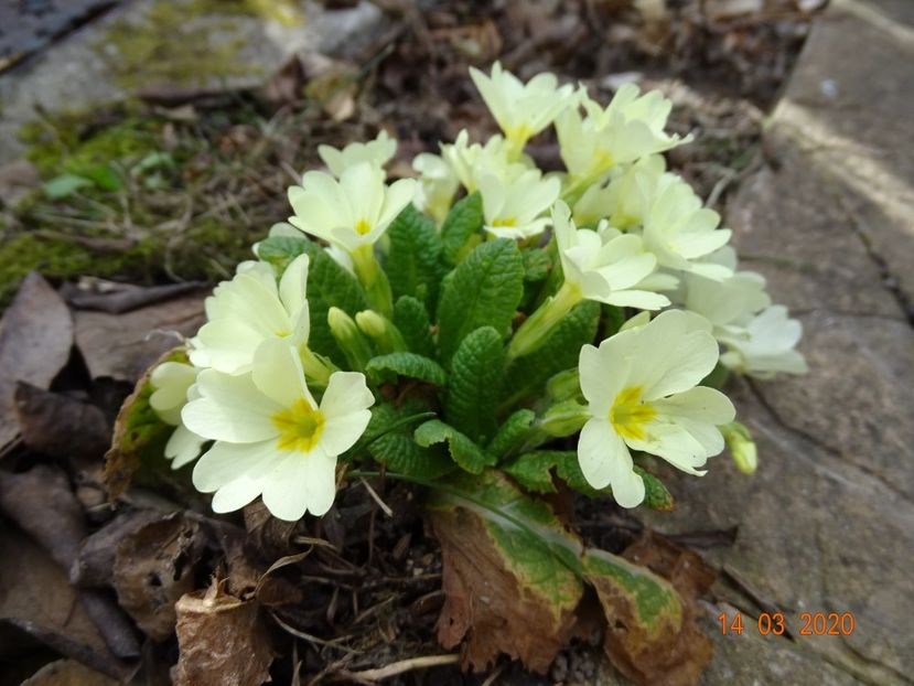 primula vulgaris - Primule 2020