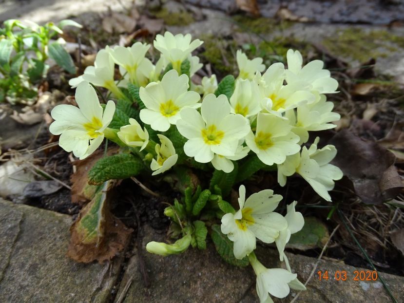 primula vulgaris - Primule 2020
